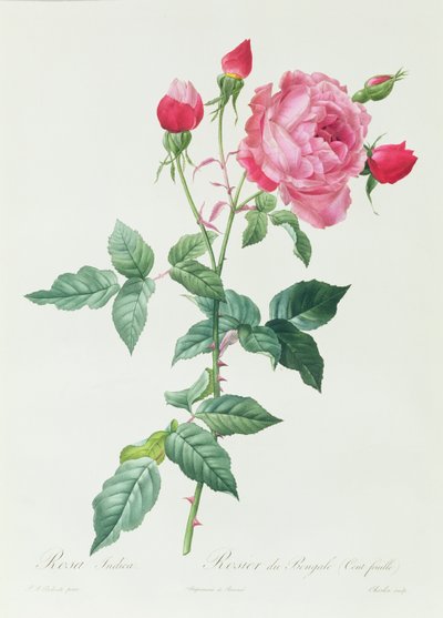 Rosa Indica de Pierre Joseph Redouté